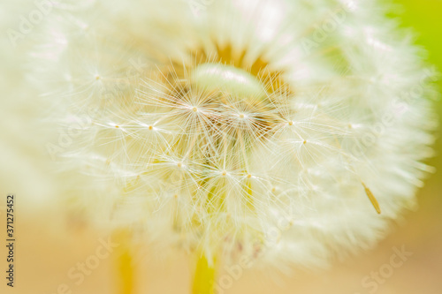 dandelion close up