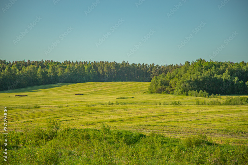 green meadow in front of a wooded hill