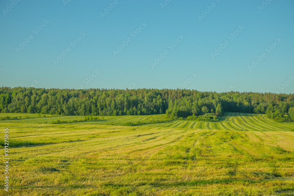 Fototapeta premium green meadow in front of a wooded hill