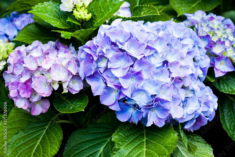 Hydrangea macrophylla - Beautiful bush of hydrangea flowers in a garden.