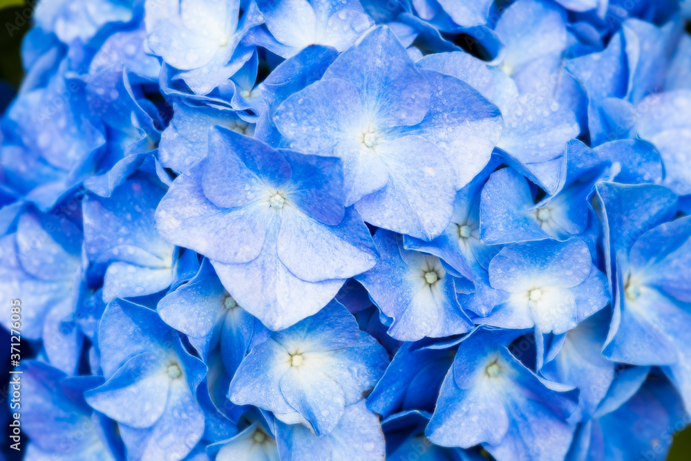 Fototapeta premium Hydrangea macrophylla - Beautiful bush of hydrangea flowers in a garden.