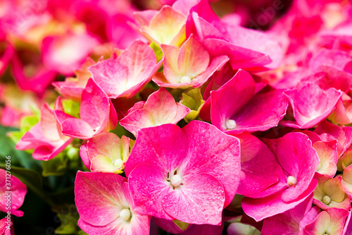 Hydrangea macrophylla - Beautiful bush of hydrangea flowers in a garden.