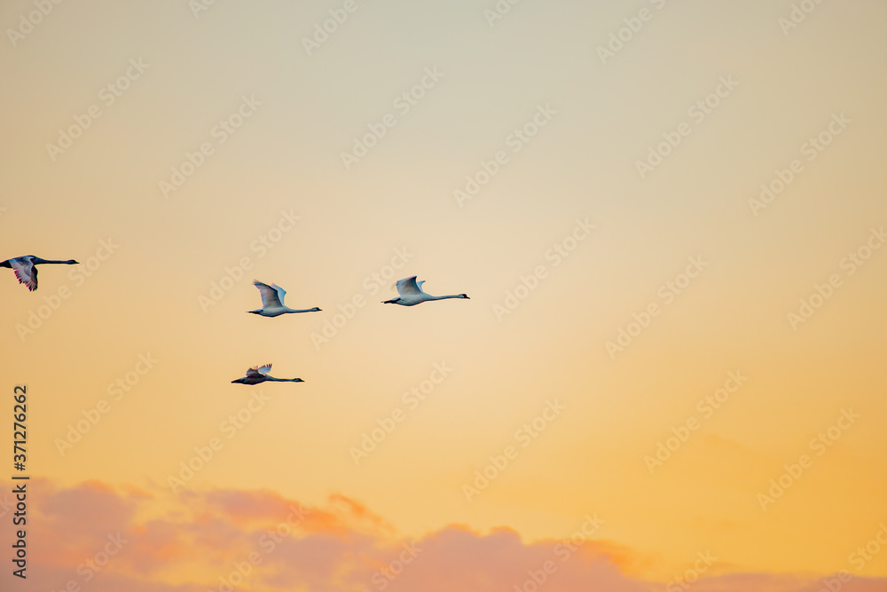 Fototapeta premium swans flying past on the background of the sunset sky