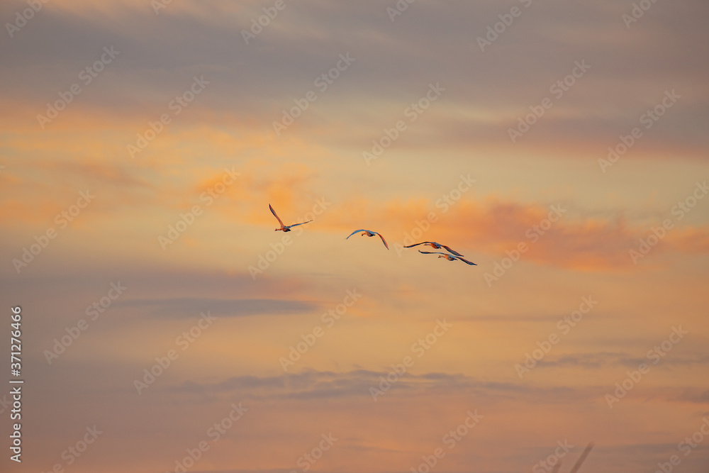 Fototapeta premium swans flying away in the distance against the sunset sky