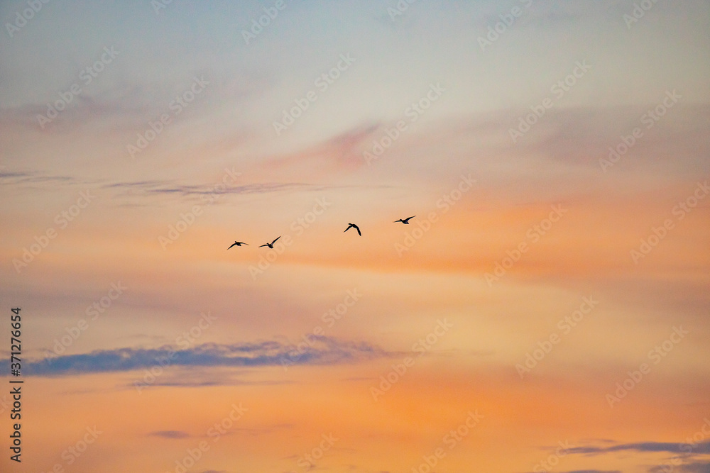 dark silhouettes of flying ducks against the sunset sky