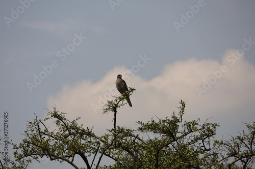 Goshawk in Tree in Kenya, Africa