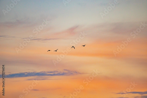dark silhouettes of flying ducks against the sunset sky © FlyVi