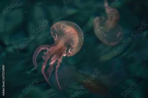 medusas, Parque nacional marítimo-terrestre del Archipiélago de Cabrera, Mallorca, Balearic Islands, Spain photo