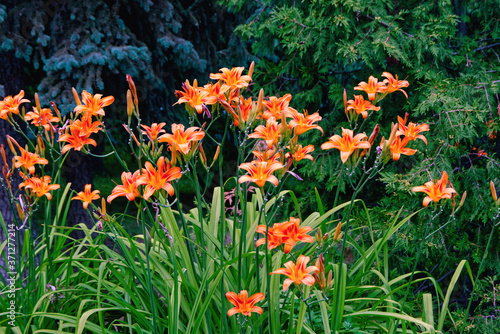 red and yellow flowers