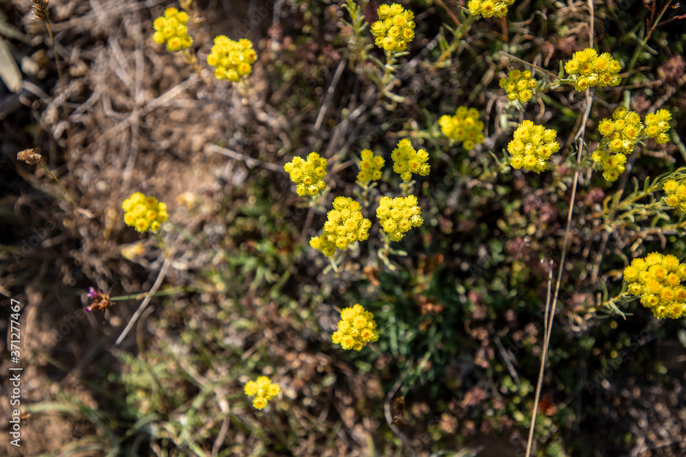 Helichrysum arenarium, immortelle yellow flowers close up Helichrysum arenarium, immortelle yellow flowers close up