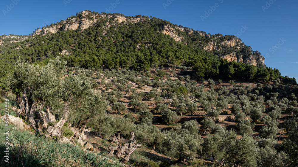 olivar de Son Moragues, Valldemossa, Mallorca, Balearic Islands, Spain olivar de Son Moragues, Valldemossa, Mallorca, Balearic Islands, Spain