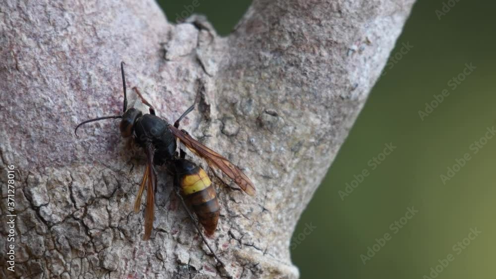 Lesser Banded Hornet, Vespa affinis; sticking on the bark of the tree moving its left wing and atenae while it taps its right hind leg in a steady pulse.