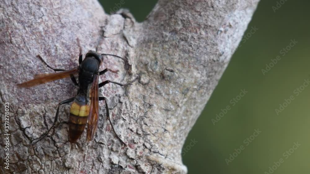 Lesser Banded Hornet, Vespa affinis; found facing to the right and suddenly moves and turns its body to the right clocwise. Lesser Banded Hornet, Vespa affinis; found facing to the right and suddenly moves and turns its body to the right clocwise.