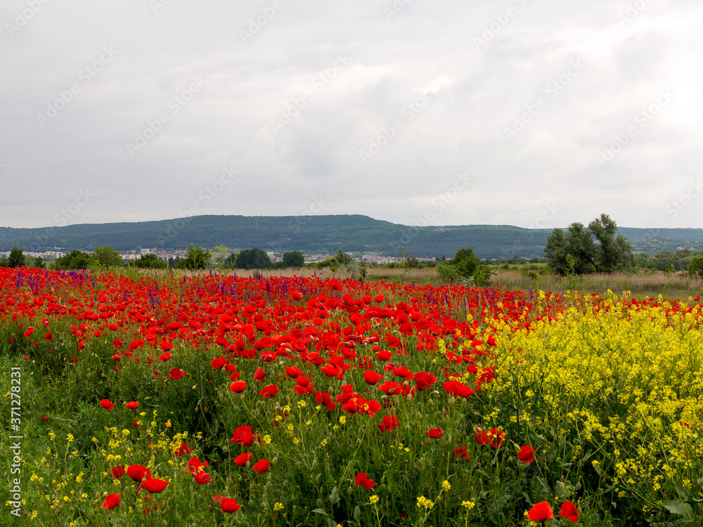 Flowers Red poppies blossom on wild field. Beautiful field red poppies with selective focus. Red poppies in soft light. field red opium poppy. Natural Drugs. Glade red poppies. Lonely red poppy. blur