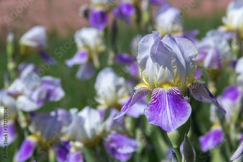 Banner beautiful purple iris flowers grow.