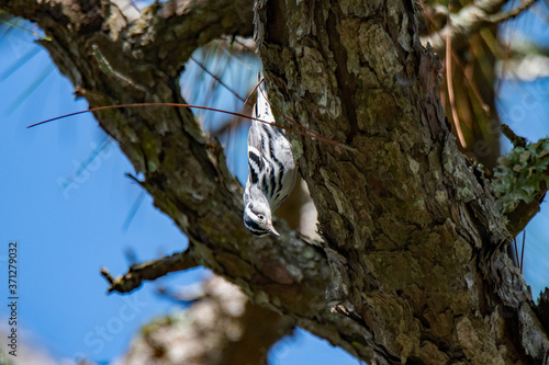 black and white warbler on tree