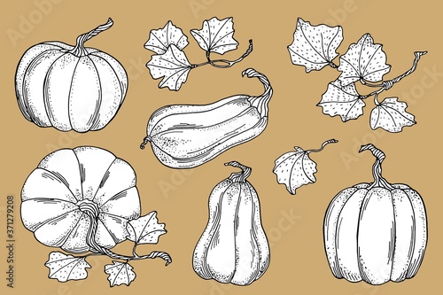 Outline vector pumpkins with leaves collection. Hand drawn black contour with white fill gourds isolated on brown background. Vintage autumn vegetables for cards, coloring book, Thanksgiving, banners