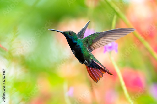 A Black-throated Mango hummingbird hovering in his natural habitat in a floral background. Tropical hummingbird hovering. colorful background, natural setting, Bird in a garden. Hummingbird in nature.