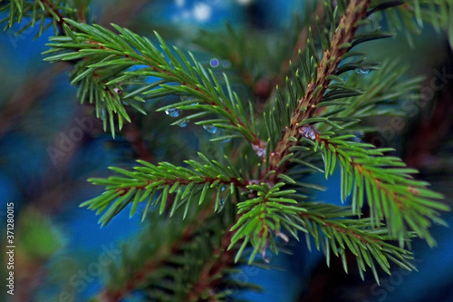 Spruce branch with raindrops on the tree photo