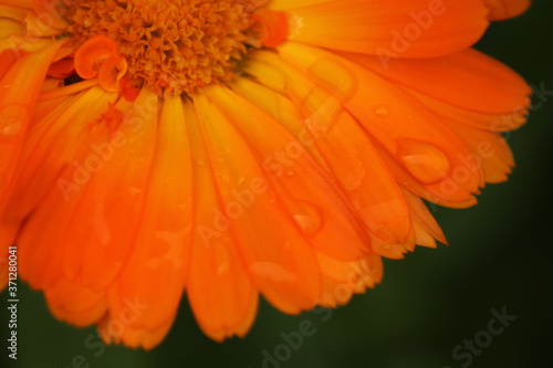 Photo macro bright orange garden flower