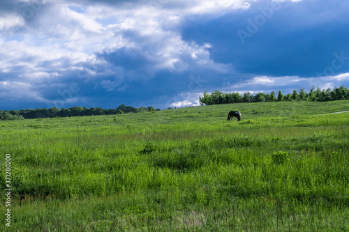 Black horse grazes on a wide grassy field