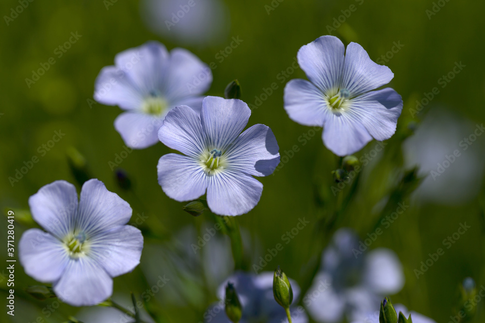 Flax blooms. Green flax field in summer Sunny day. Agriculture, the cultivation of flax. Selective focus Flax blooms. Green flax field in summer Sunny day. Agriculture, the cultivation of flax. Selective focus