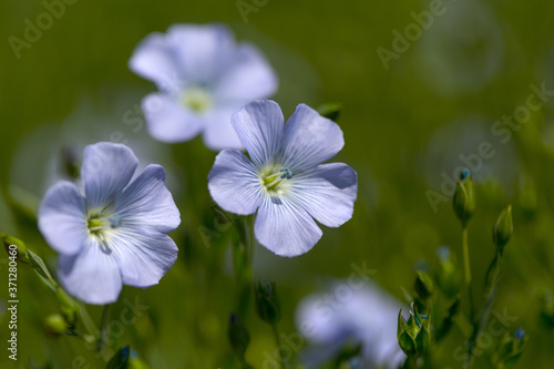 Flax blooms. Green flax field in summer Sunny day. Agriculture  the cultivation of flax. Selective focus