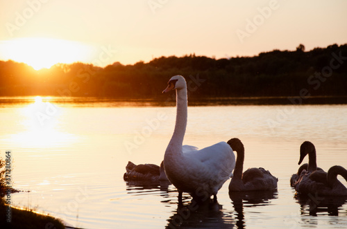 White swan on the pond. Swan in summer on the pond in the sunbeams at sunset. Beautiful sunset landscape