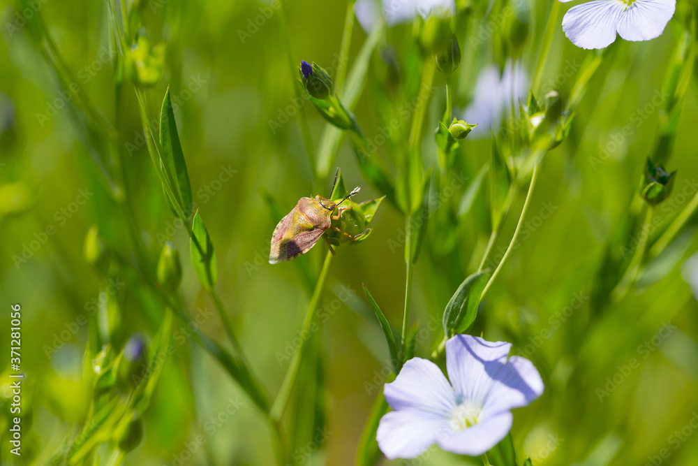 Obraz premium Shield bug, also known as stink bug on plant. Agriculture is considered pest of grain crops. Selective focus