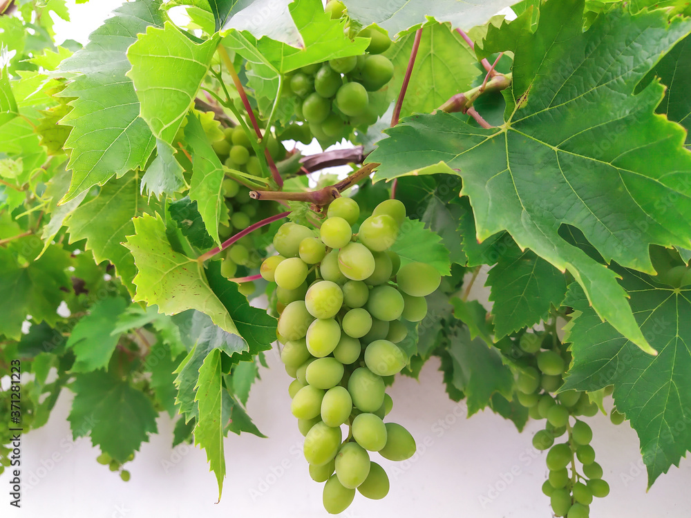 grappe de raisins blancs sur un mur grappe de raisins blancs sur un mur