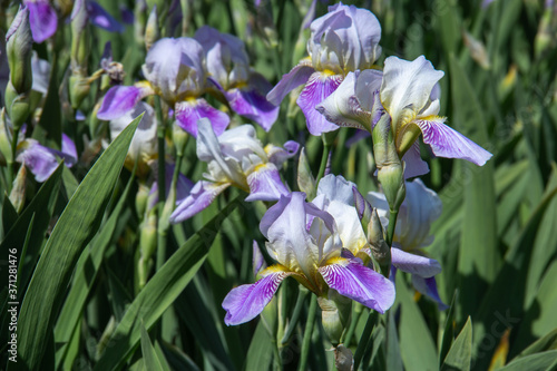 Banner beautiful purple iris flowers grow.