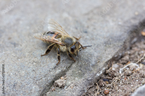 Tableau sur toile Macro of a bee sitting on a stone ground