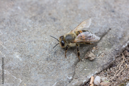 Macro of a bee sitting on a stone ground