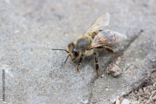 Macro of a bee sitting on a stone ground