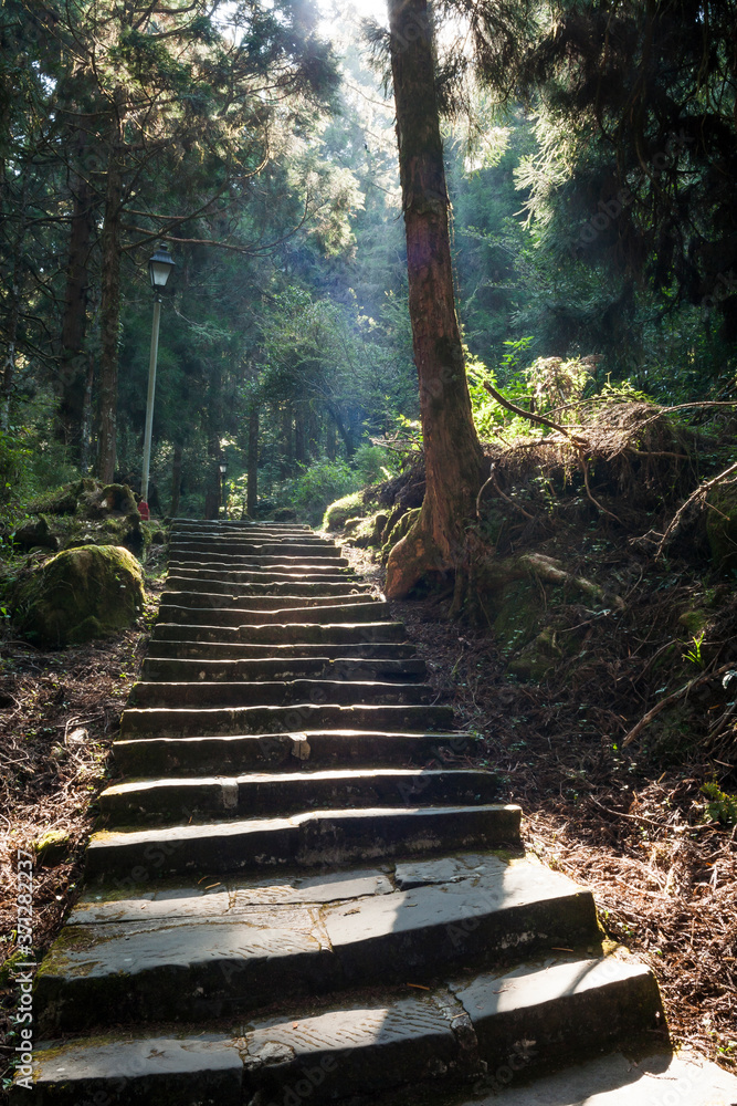 Stone stair through in green forest, Alishan Forest Recreation Area in Chiayi, Taiwan. Stone stair through in green forest, Alishan Forest Recreation Area in Chiayi, Taiwan.