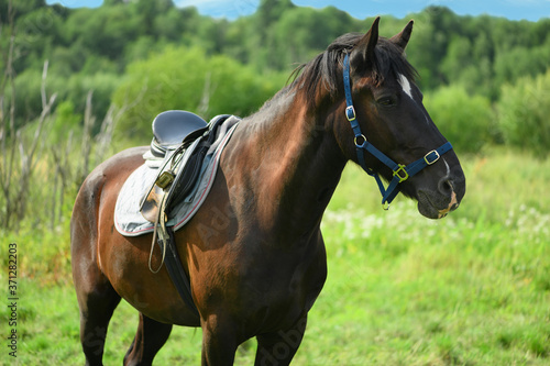 One bay horse with the blue halter and the old saddle is standing in outdoors.