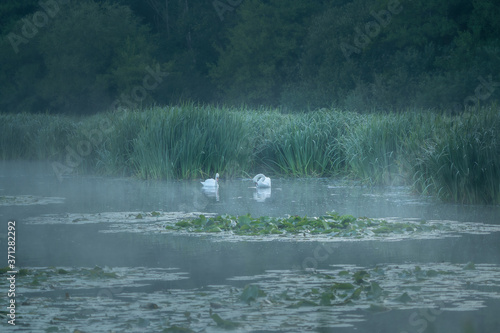 Landscape with two white swans on the morning lake photo