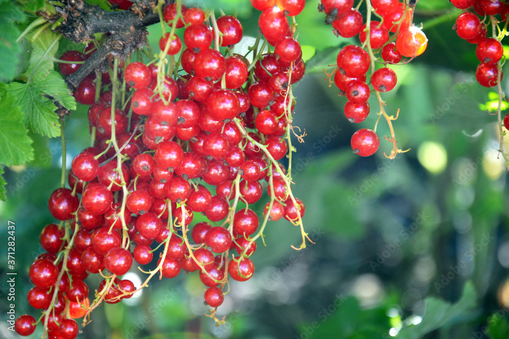 Berries of a red currant hanging on the branch of a Bush. Mature berry bushes. Berries of a red currant hanging on the branch of a Bush. Mature berry bushes.