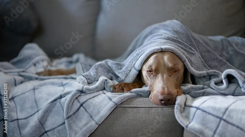 A sleepy Weimaraner dog watches his owner do chores off camera, while dozing off under a blueish gray blanket, on a gray couch.  Expressive yellow eyes, calm big dog.  Stationary shot window light.
