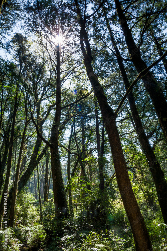 Beautiful green forest in the morning. The forest of Alishan is in Chiayi, Taiwan. Beautiful green forest in the morning. The forest of Alishan is in Chiayi, Taiwan.