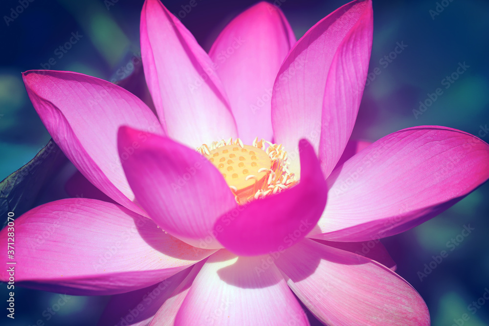 Beautiful photo with pink wonderful lotuses