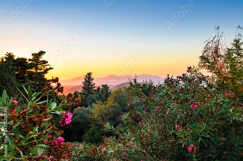 Blooming rhododendron, sunset on the island of Kos, view of the Aegean Sea and the Greek islands of Kalymnos and Pserimos. Greece