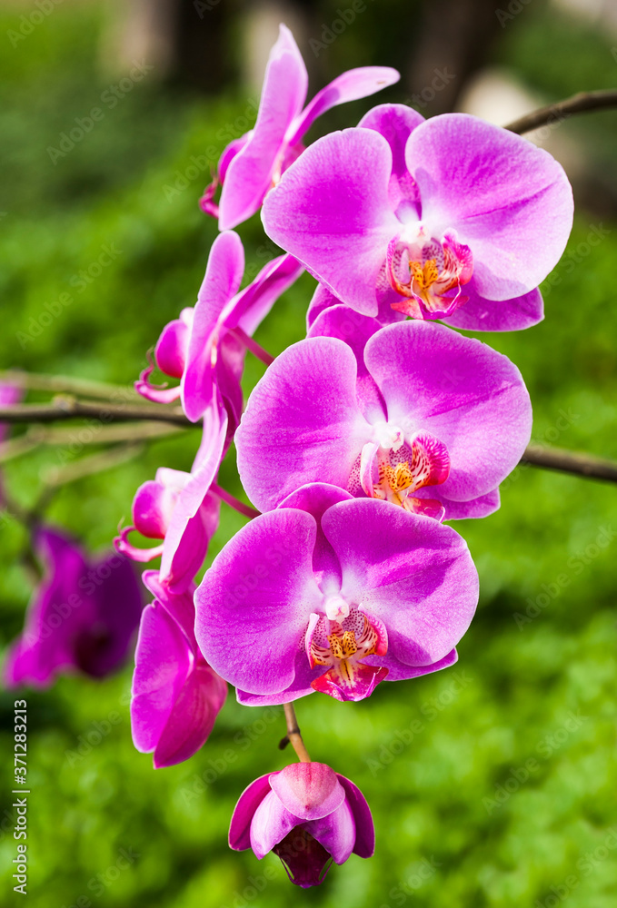 Close-up of pink orchid flowers in the garden Close-up of pink orchid flowers in the garden