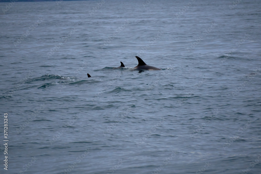 Naklejka premium Mother and children white-nosed dolphins in the Atlantic ocean off the coast of Husavik in Iceland