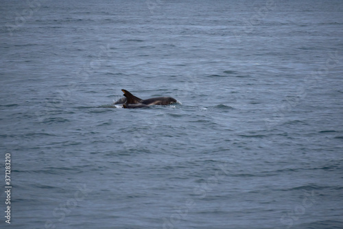 Three white nosed dolphins with one poking out in the Atlantic ocean off the coast of Husavik in Iceland