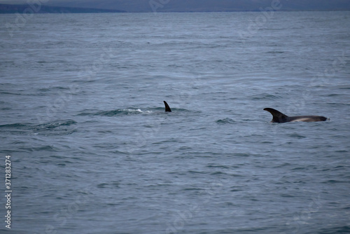 a white-nosed dolphin and a fin in the Atlantic Ocean off the coast of Husavik in Iceland © Vicente