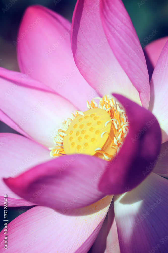 Beautiful photo with pink wonderful lotuses Beautiful photo with pink wonderful lotuses
