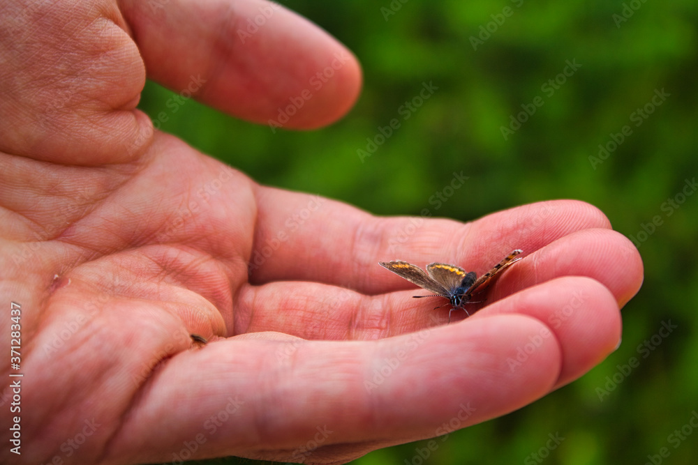 Butterfly on an human hand