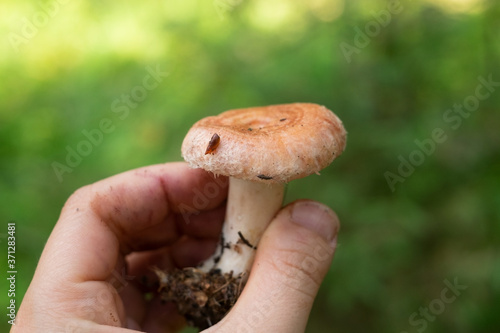 Lactarius torminosus or woolly milkcap is a large agaric fungus. Woman holding a musgroom.