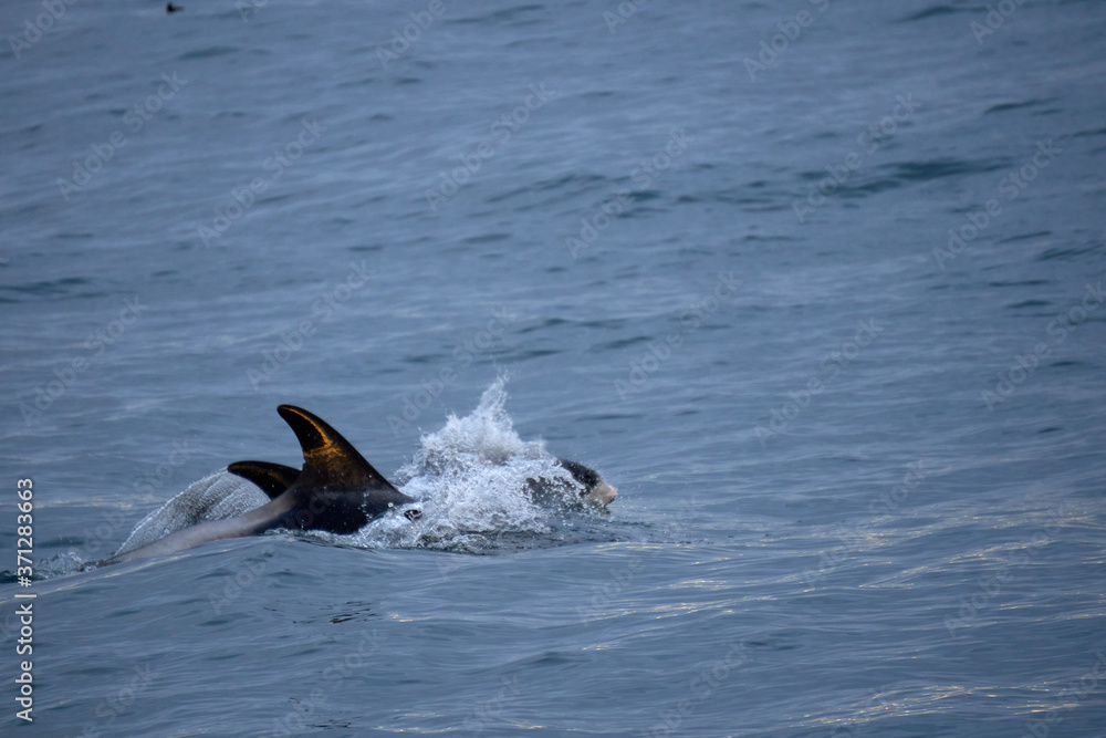 Fototapeta premium Pair of white nosed dolphins in the Atlantic Ocean off the coast of Husavik in Iceland